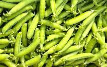 科学家破解豌豆七大性状基因之谜